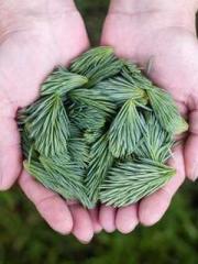 One Night Marriage P