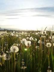 Double Blessing: CEO