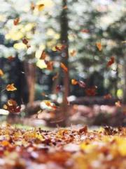 The Wife of My Heart