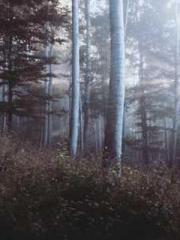 Rebirth as a Court A