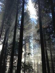 Lin Feng Lin Yun Yao