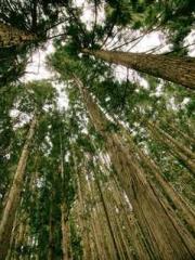 My Amazing Female Te