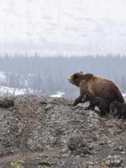 The Legend of the Dr