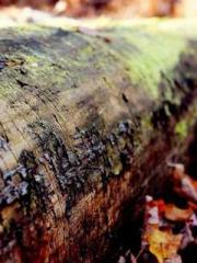 Eternal Sword Ancest