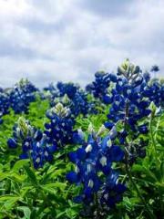 lt;lt;The Trash Husb