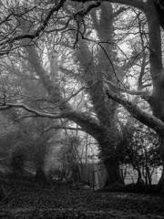 Shen Ning, Ran, Bo J