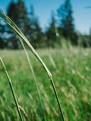 Meng Jinyu Gu Jingxi